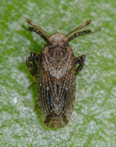 Réf. 252 150 : Asiraca clavicornis